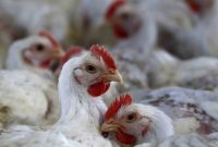 Wow, Remaja Ditangkap karena Memperkosa Ayam