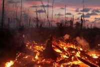 4 Ribu Hektare Lahan Terbakar di Sumsel Sejak Januari
