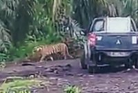 100 Hari Diburu, Harimau Bonita Akhirnya Tertangkap