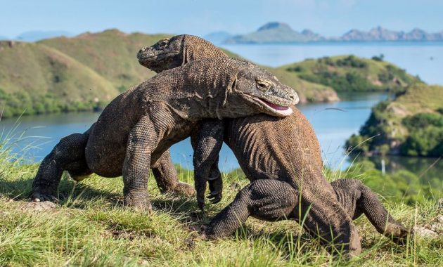 Menpar: Isu Penutupan Taman Nasional Komodo Tidak Relevan Untuk Pariwisata