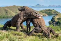 Tiket Pulau Komodo 14 Juta, Warga Lokal: Habislah Pendapatan Kita