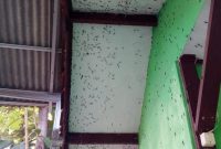Satu Sekolah di Cirebon Diserbu Kawanan Ulat Bulu