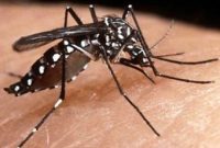 Kemenkes Minta Warga Waspadai Malaria Saat Pandemi COVID-19