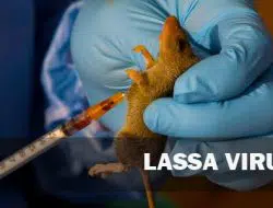 Mengenal Demam Lassa, Penyakit yang Terdeteksi di Inggris