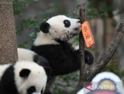 China Pulangkan Panda ‘Duta Persahabatan’ dari AS