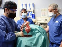 Seorang Warga Penerima Transplantasi Jantung Babi Dikonfirmasi Bisa Bernafas
