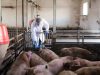 Temuan Virus Flu Babi Pertama Pada Manusia di Inggris