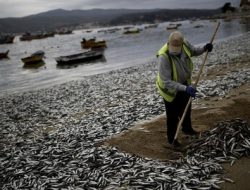 Ribuan Ton Ikan Sarden dan Makerel Mati Terdampar di Pantai Utara Jepang