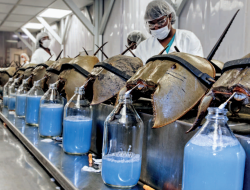 Darah Biru Kepiting Tapal Kuda: Kekayaan Purba yang Bernilai Tinggi